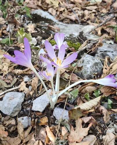 Autumn Crocus