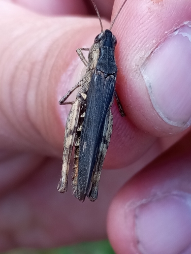 Heath Grasshopper