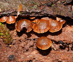 Kuehneromyces brunneoalbescens