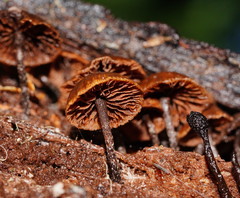 Kuehneromyces brunneoalbescens