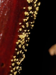 Lachnum pteridophyllum