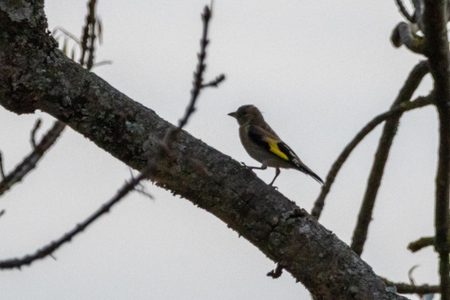 Chardonneret élégant, jeune