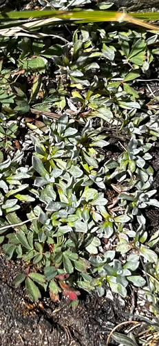 Antennaria alpina, 2026-09-03