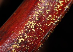 Lachnum pteridophyllum