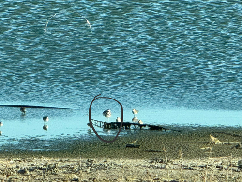 Killdeer