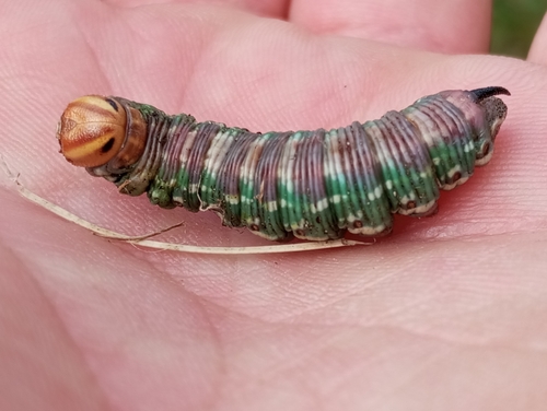 Pine Hawkmoth