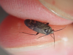 Psallus ambiguus