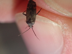 Psallus ambiguus
