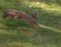 Sciurus vulgaris