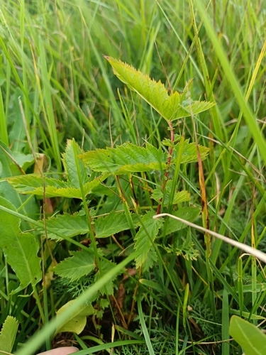 Meadowsweet
