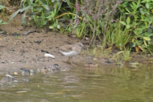 Temminck's Stint