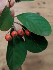Cotoneaster glaucophyllus