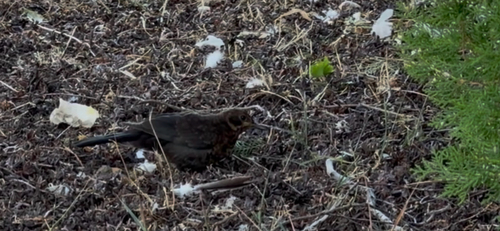 Eurasian Blackbird