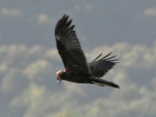 Western Marsh Harrier