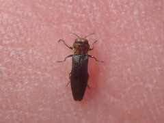 Agrilus pratensis