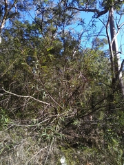 Grevillea longifolia