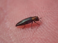 Agrilus pratensis