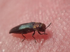 Agrilus pratensis