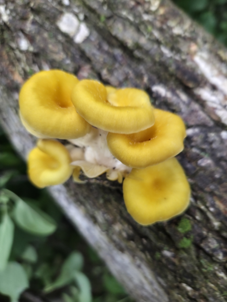 Golden Oyster Mushroom · September 2026 · photo: Photo: (c) Colleen Davis, some rights reserved (CC BY) · iNaturalist