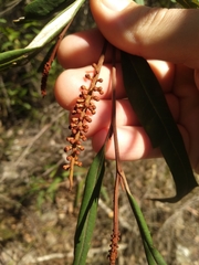 Grevillea longifolia