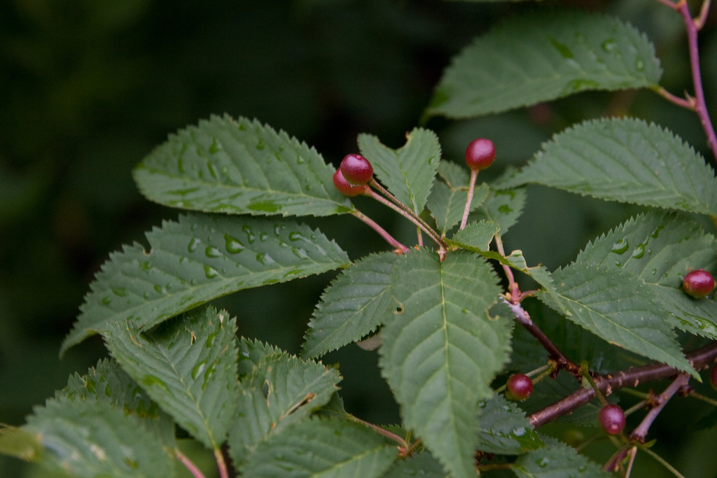 Prunus nipponica (Prunus nipponica)
