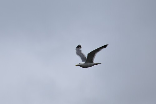Mongolian Gull