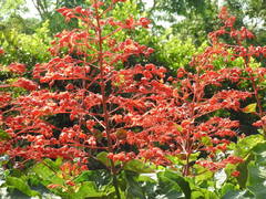 Clerodendrum speciosissimum
