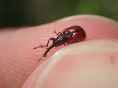 Tatianaerhynchites aequatus