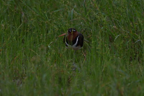 iNaturalist image