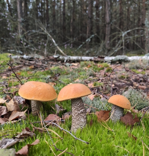 Orange Birch Bolete