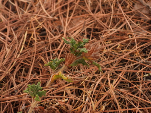 Cistus crispus, photograph 2