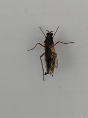 Xylophagidae