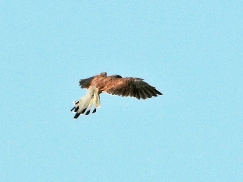 Eurasian Kestrel