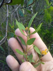 Persoonia lanceolata