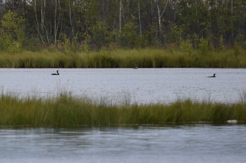 Continental Great Cormorant