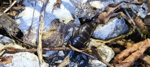 Euscorpius deltshevi