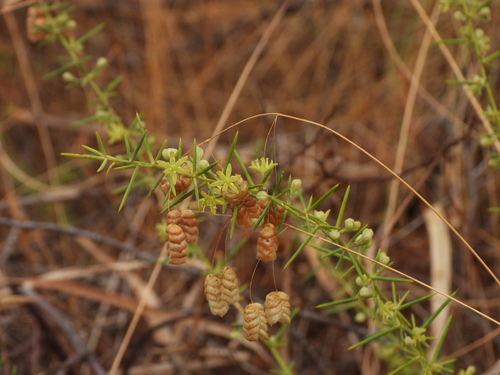 Asparagus aphyllus, photograph 5