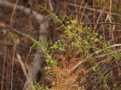 Asparagus aphyllus, photograph (c) Duarte Frade, some rights reserved (CC BY)