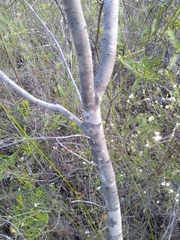 Persoonia lanceolata