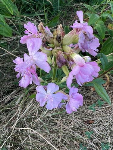 common soapwort