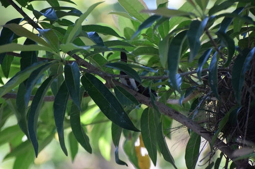 White-rumped Munia