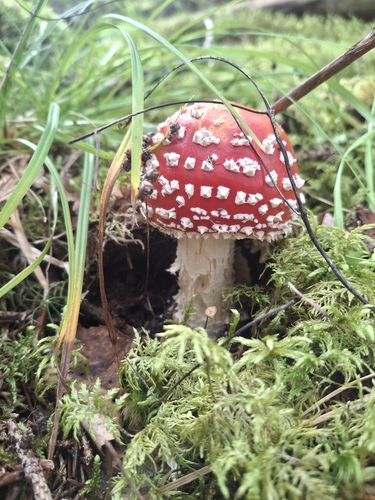 Fly Agaric