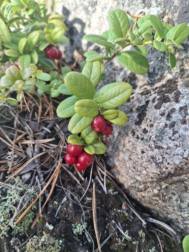 Lingonberry