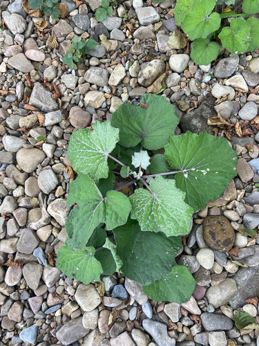 colt's-foot