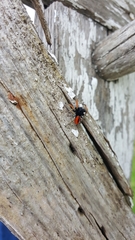 Philaeus chrysops