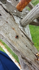 Philaeus chrysops