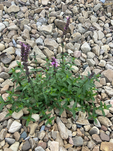 Marsh Woundwort