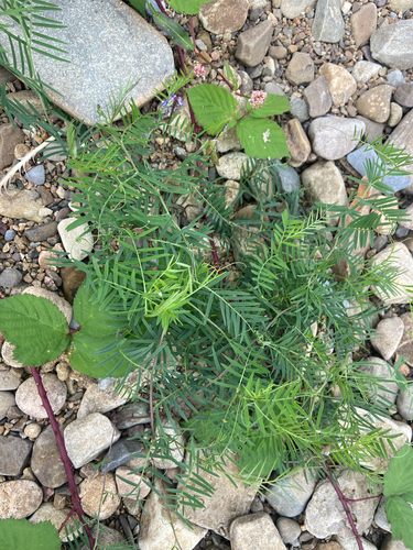 tufted vetch
