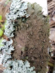 Melanohalea olivacea