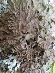 Melanohalea olivacea